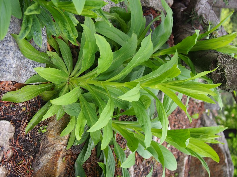Straw Foxglove photo 9