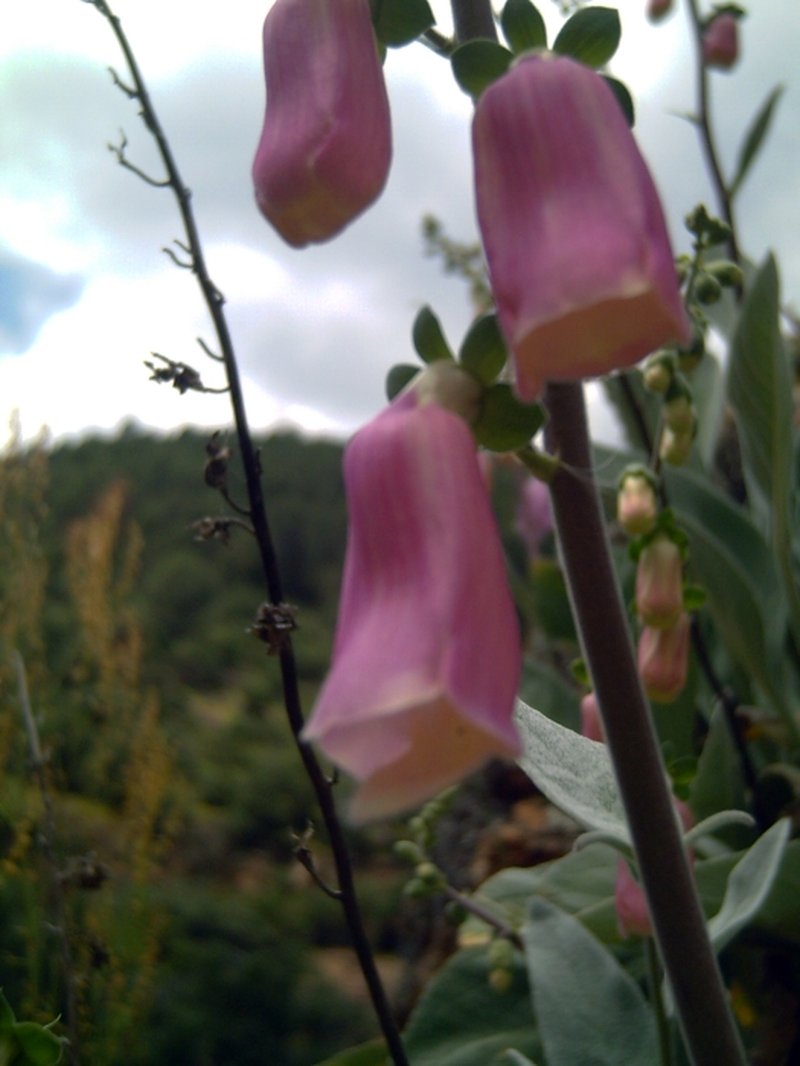 Digitalis mariana