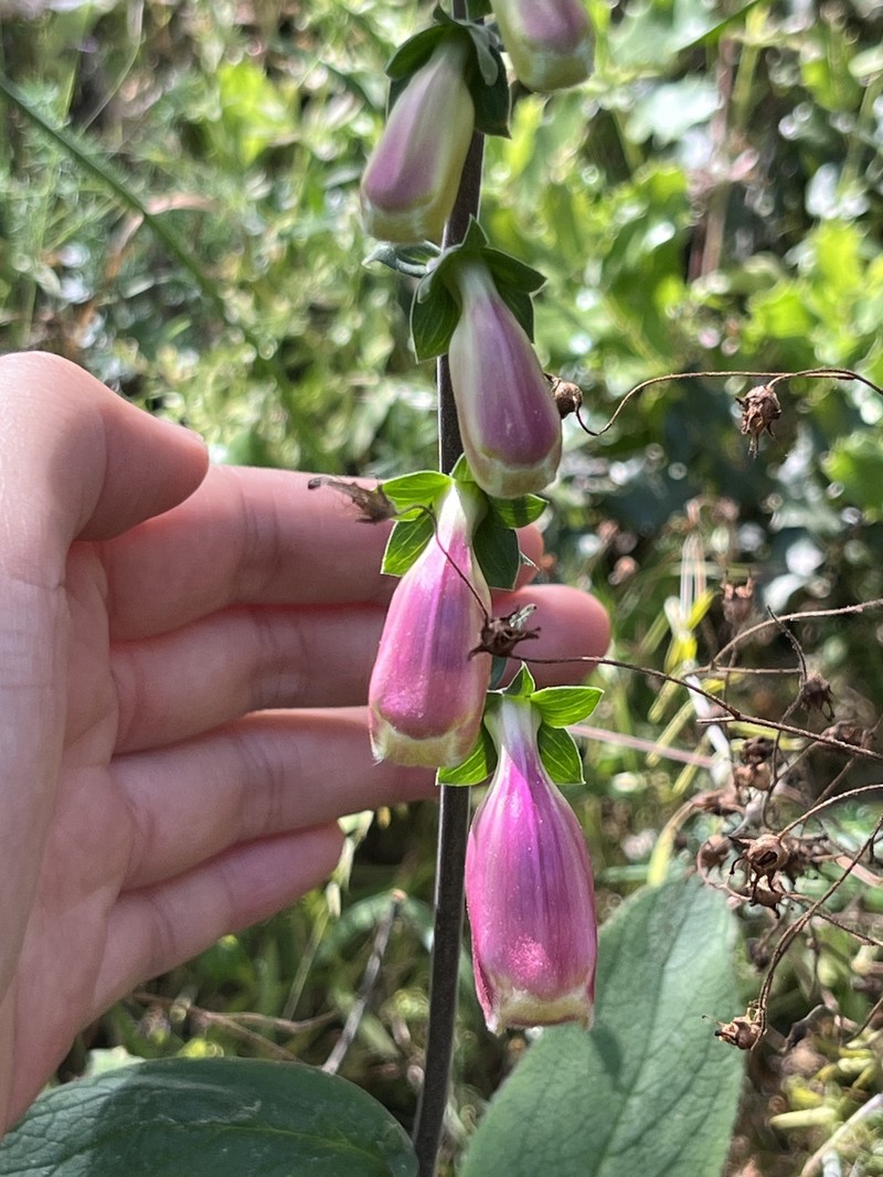 Digitalis mariana subsp. mariana