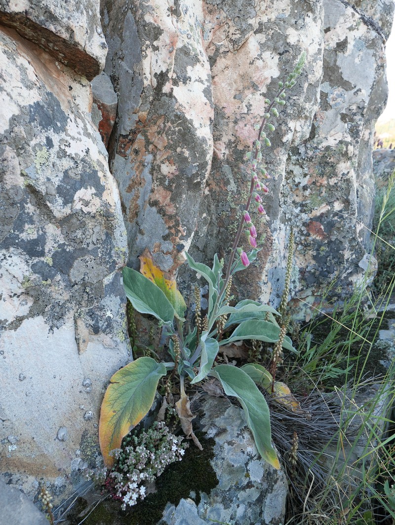 Digitalis mariana subsp. mariana photo 3