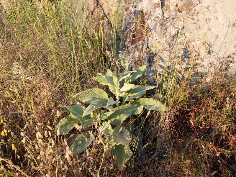 Digitalis mariana subsp. mariana photo 4
