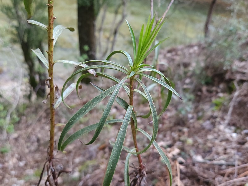 Digitalis obscura subsp. obscura