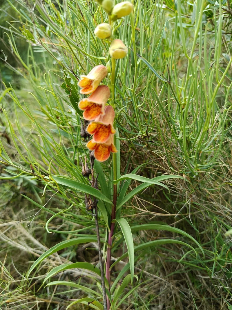 Digitalis obscura subsp. obscura photo 2