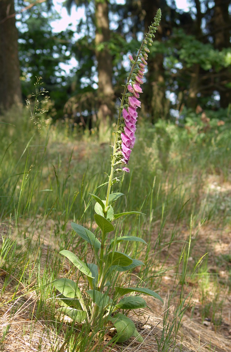 Purple Foxglove