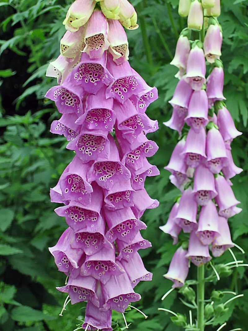 Purple Foxglove photo 2