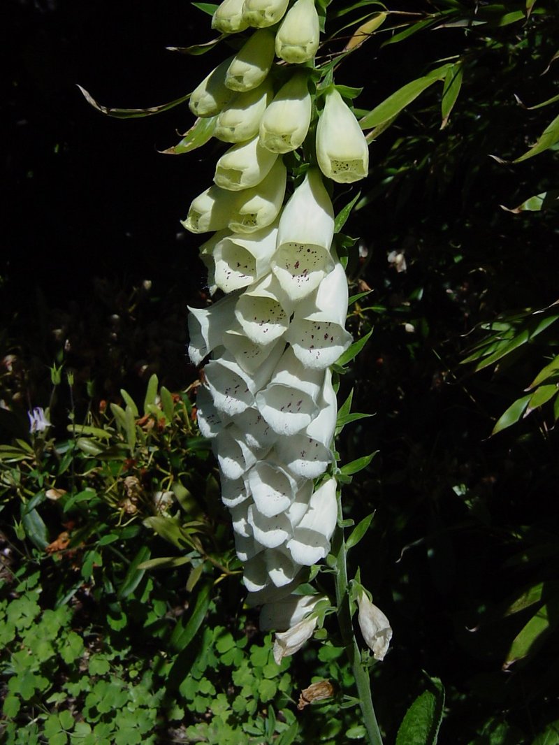 Purple Foxglove photo 5