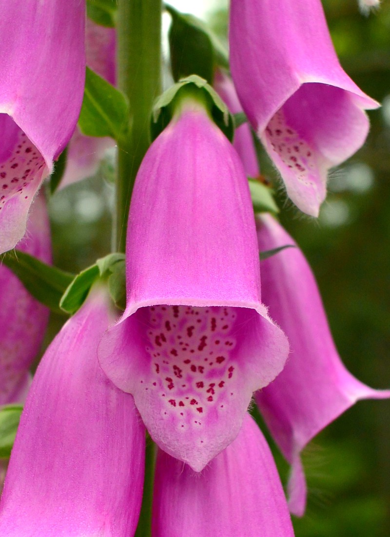 Purple Foxglove photo 6