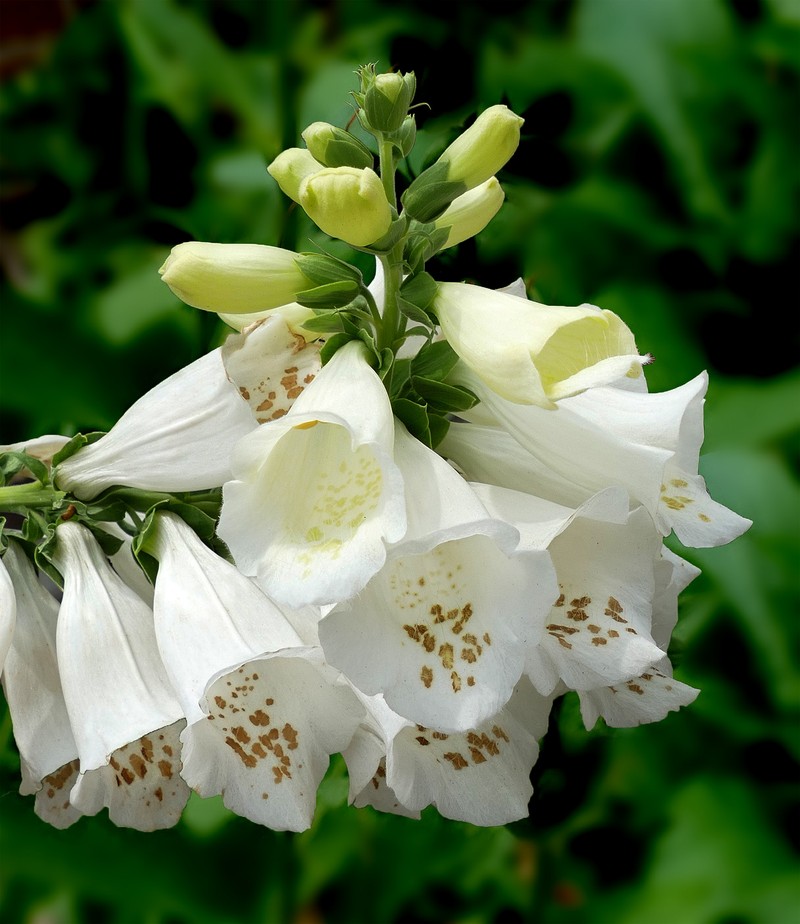 Purple Foxglove photo 7