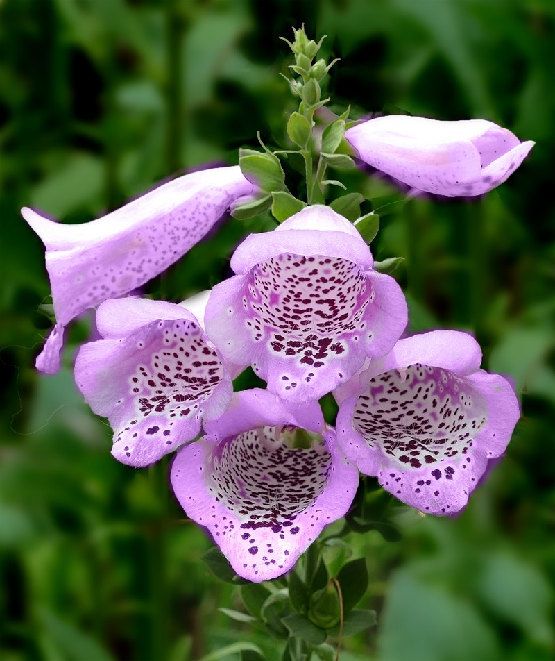 Purple Foxglove photo 8