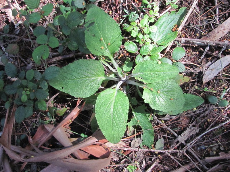 Digitalis purpurea var. purpurea