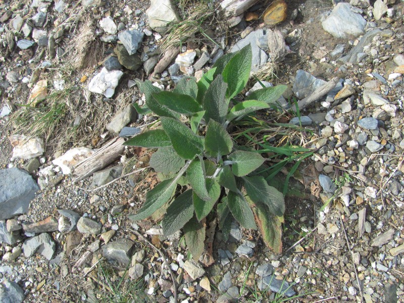 Digitalis purpurea var. purpurea photo 3