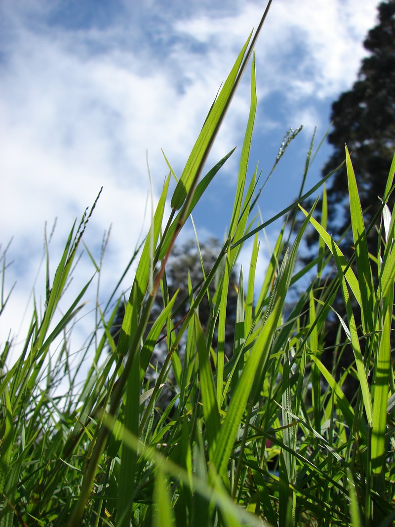 African Couchgrass photo 2