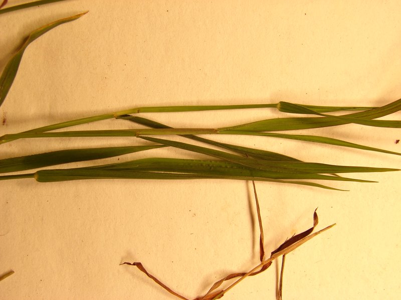 African Couchgrass photo 3
