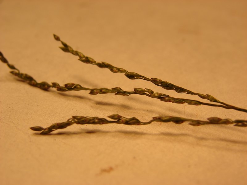 African Couchgrass photo 4