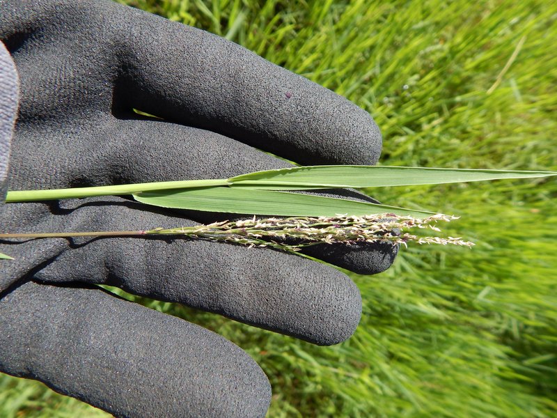 African Couchgrass photo 5