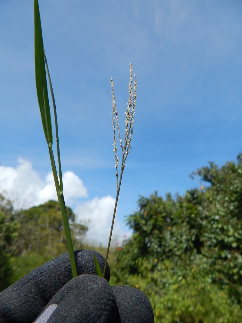 African Couchgrass photo 6