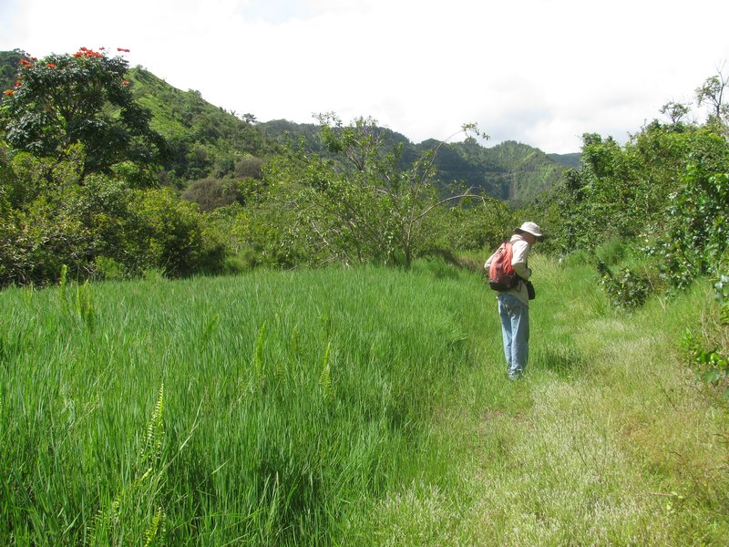 African Couchgrass photo 7