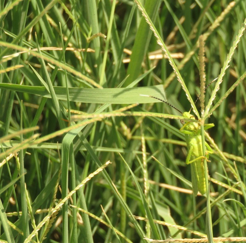 Argentinian Crabgrass photo 4