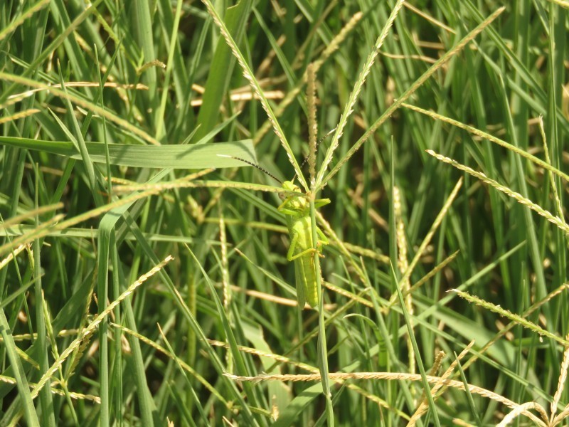 Argentinian Crabgrass photo 5