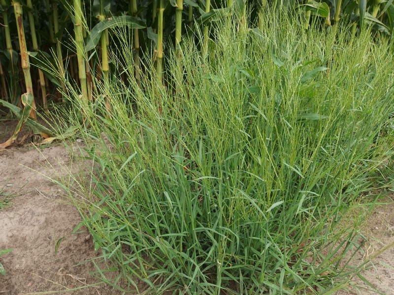 Argentinian Crabgrass