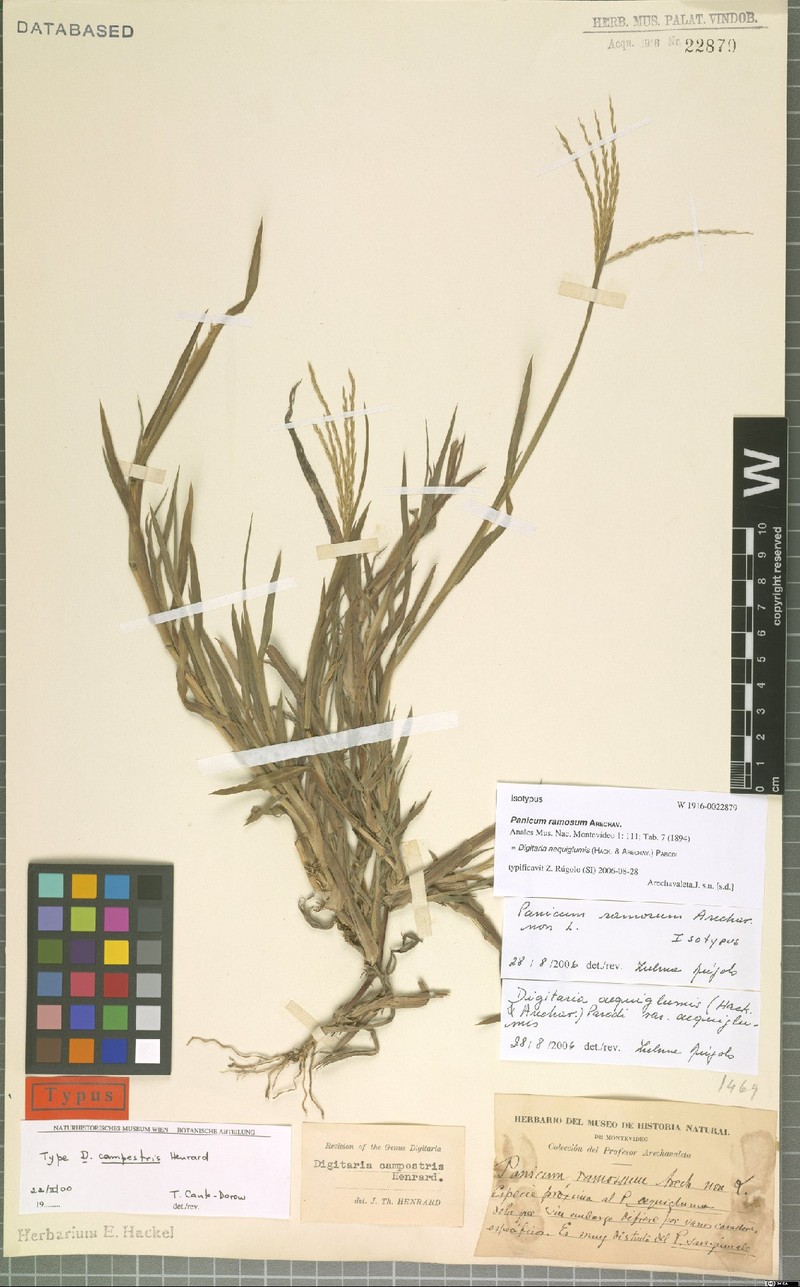 Argentinian Crabgrass photo 2