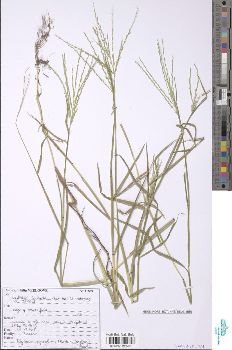 Argentinian Crabgrass photo 3