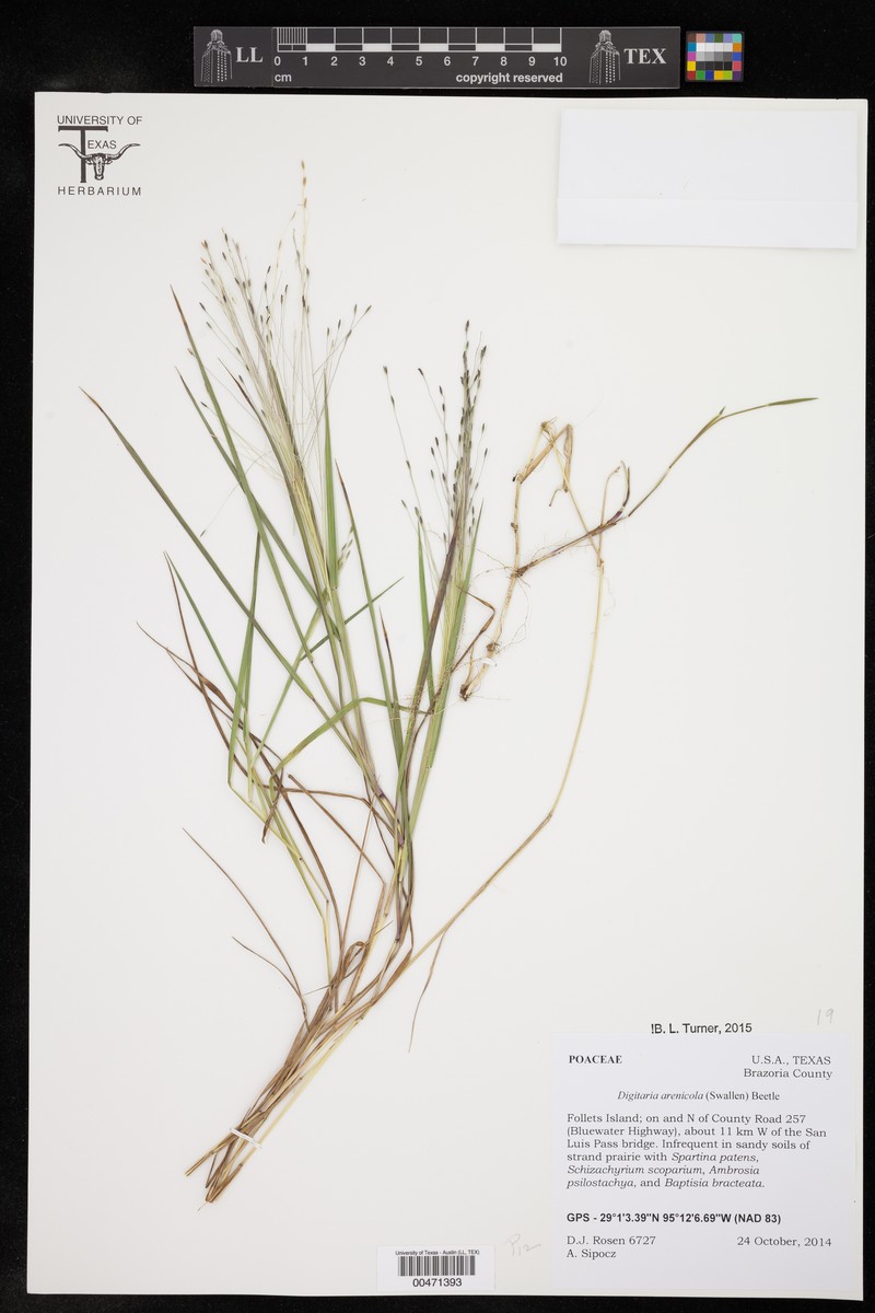 Sand Crabgrass