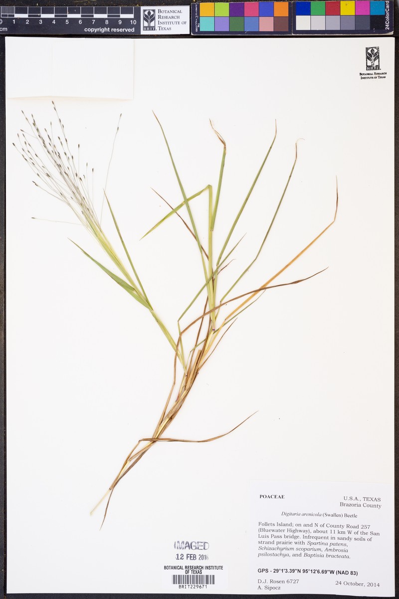 Sand Crabgrass photo 2
