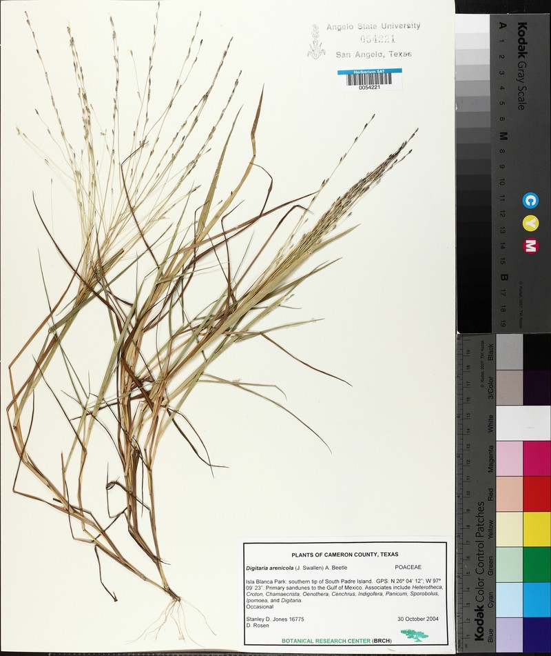 Sand Crabgrass photo 3