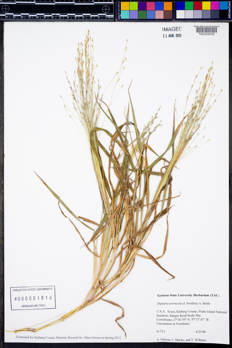 Sand Crabgrass photo 4
