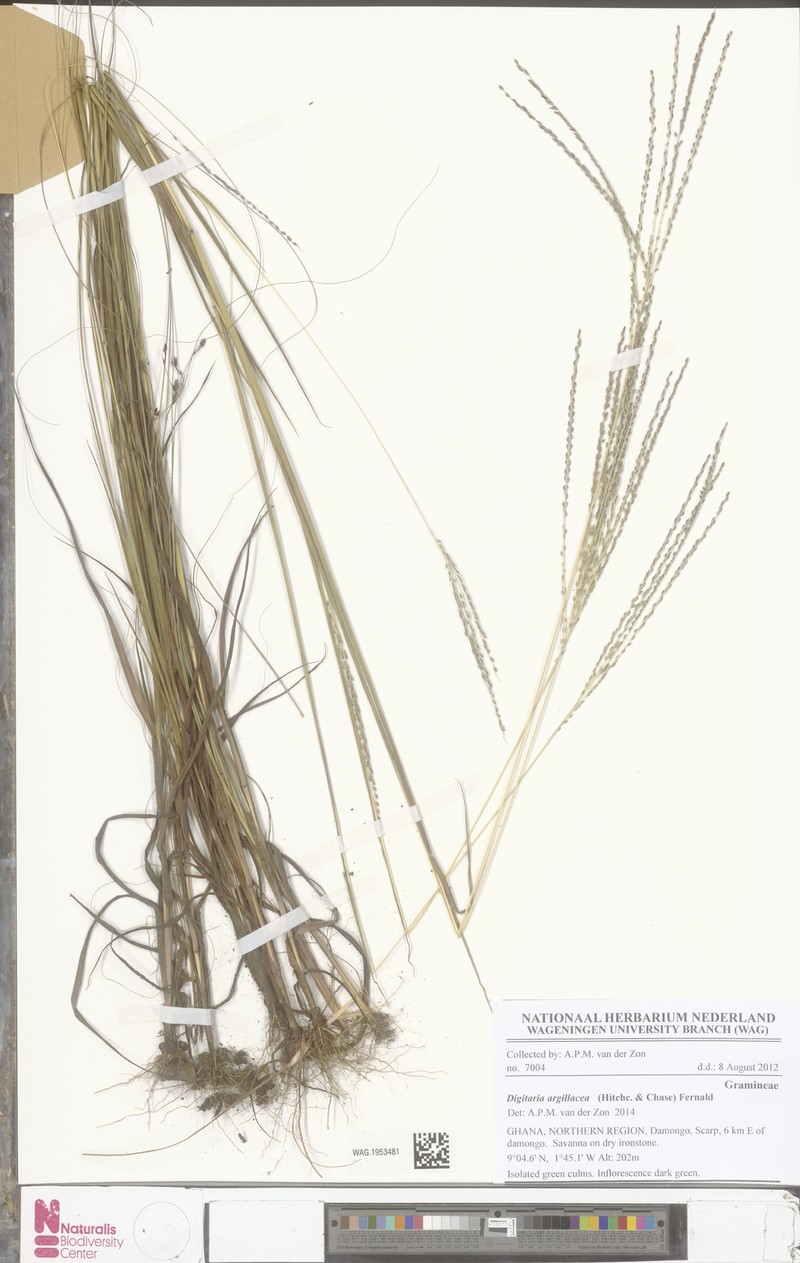 Tropical Crabgrass