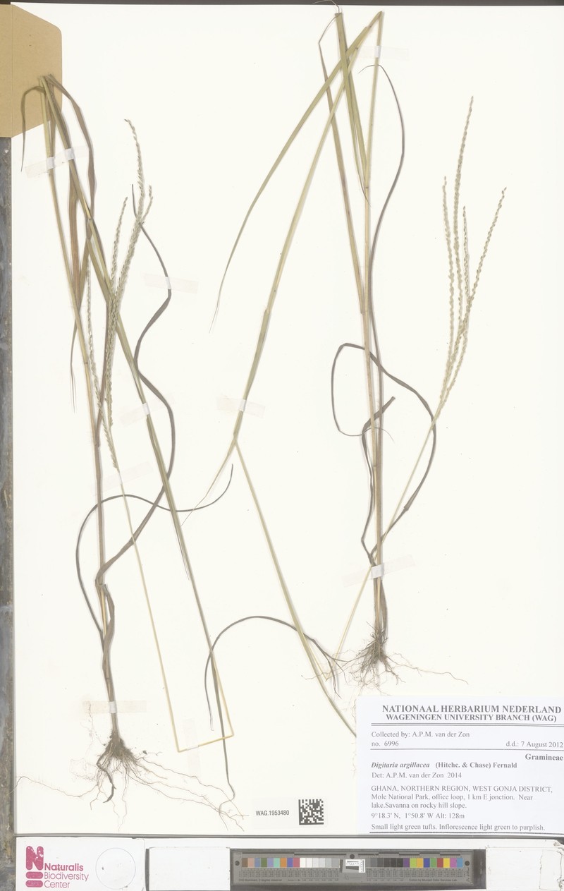 Tropical Crabgrass photo 2