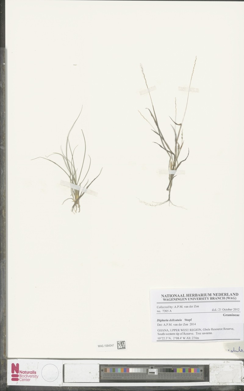 Tropical Crabgrass photo 3