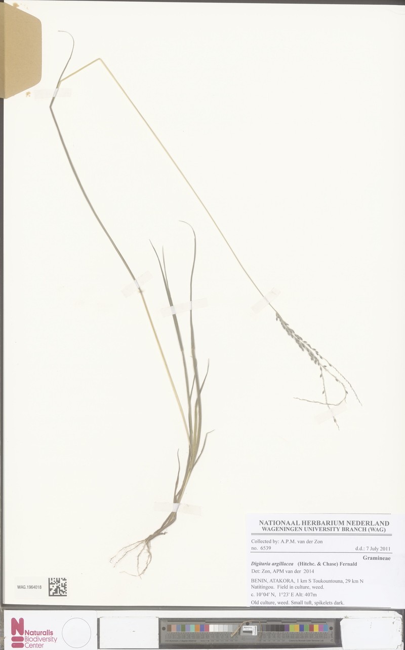Tropical Crabgrass photo 5