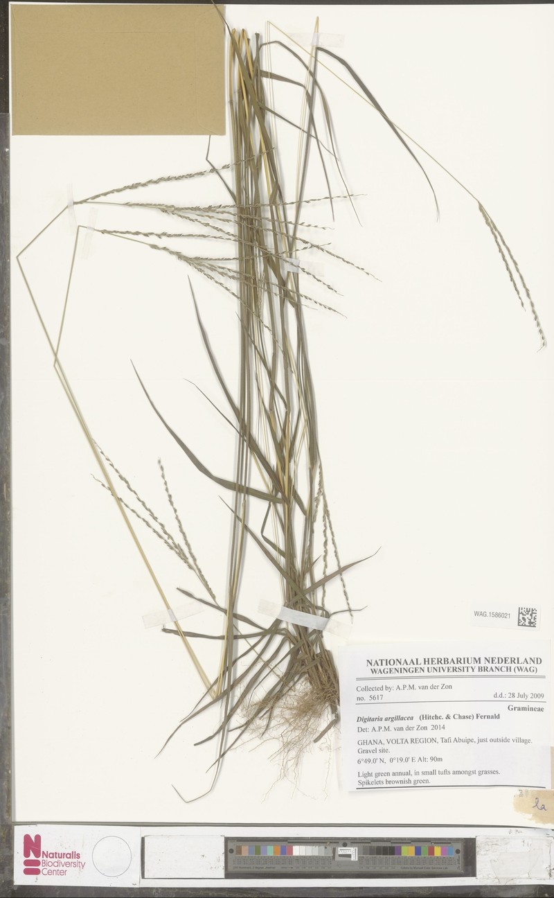Tropical Crabgrass photo 6