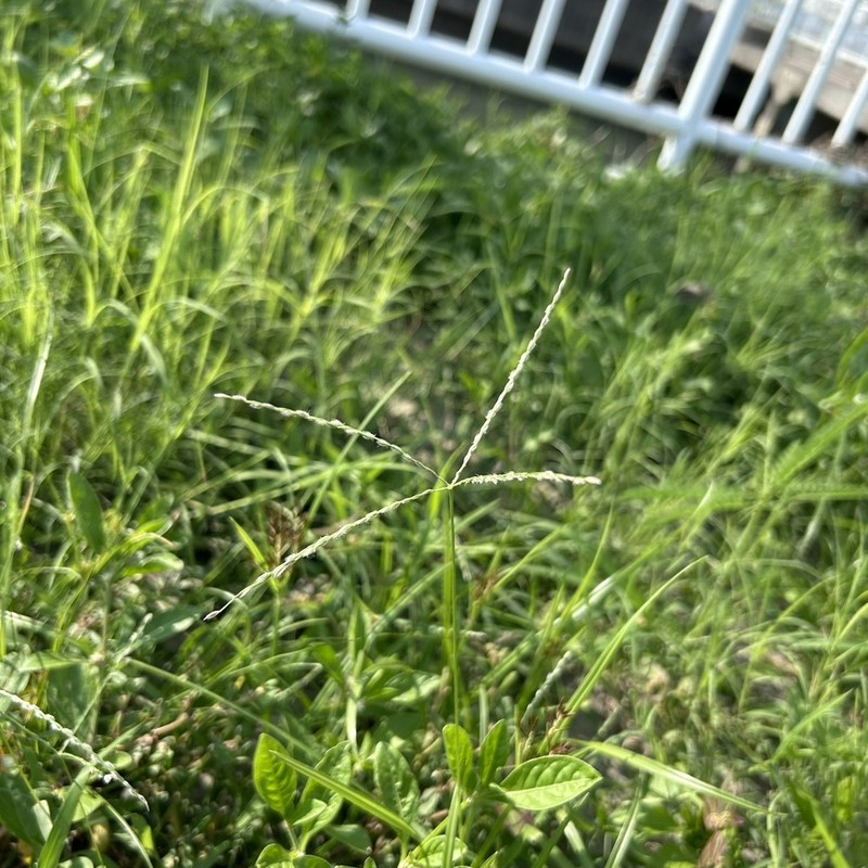Asian Crabgrass