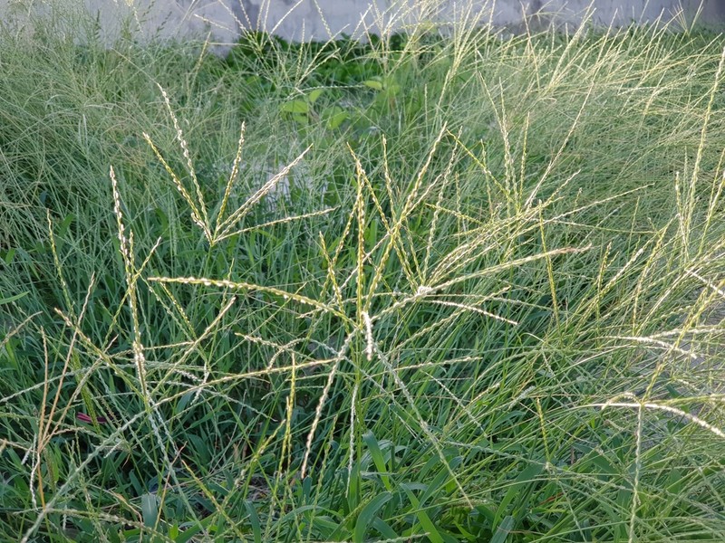 Asian Crabgrass photo 2