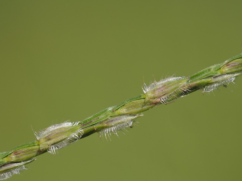 Asian Crabgrass photo 3