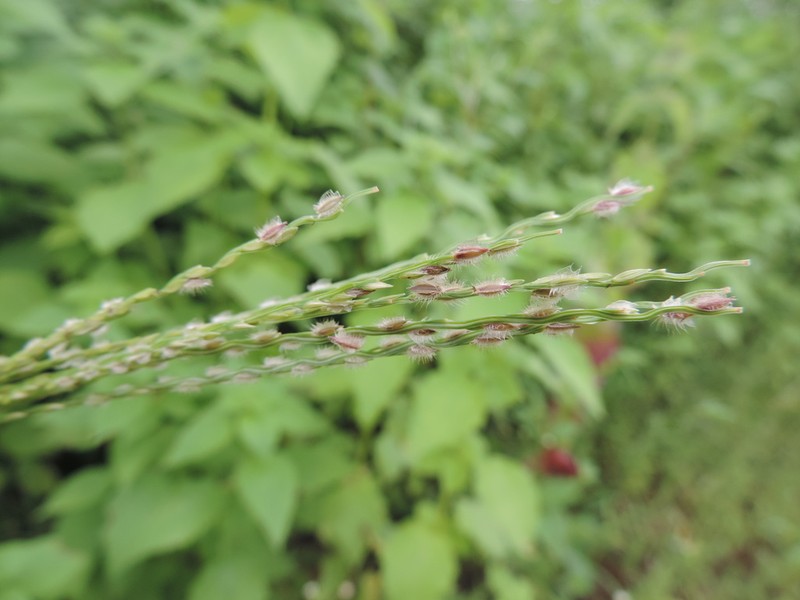 Asian Crabgrass photo 4