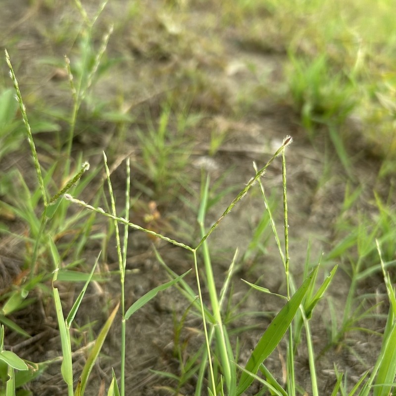 Asian Crabgrass photo 5