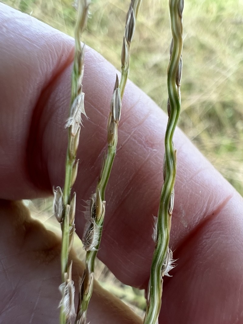 Asian Crabgrass photo 6