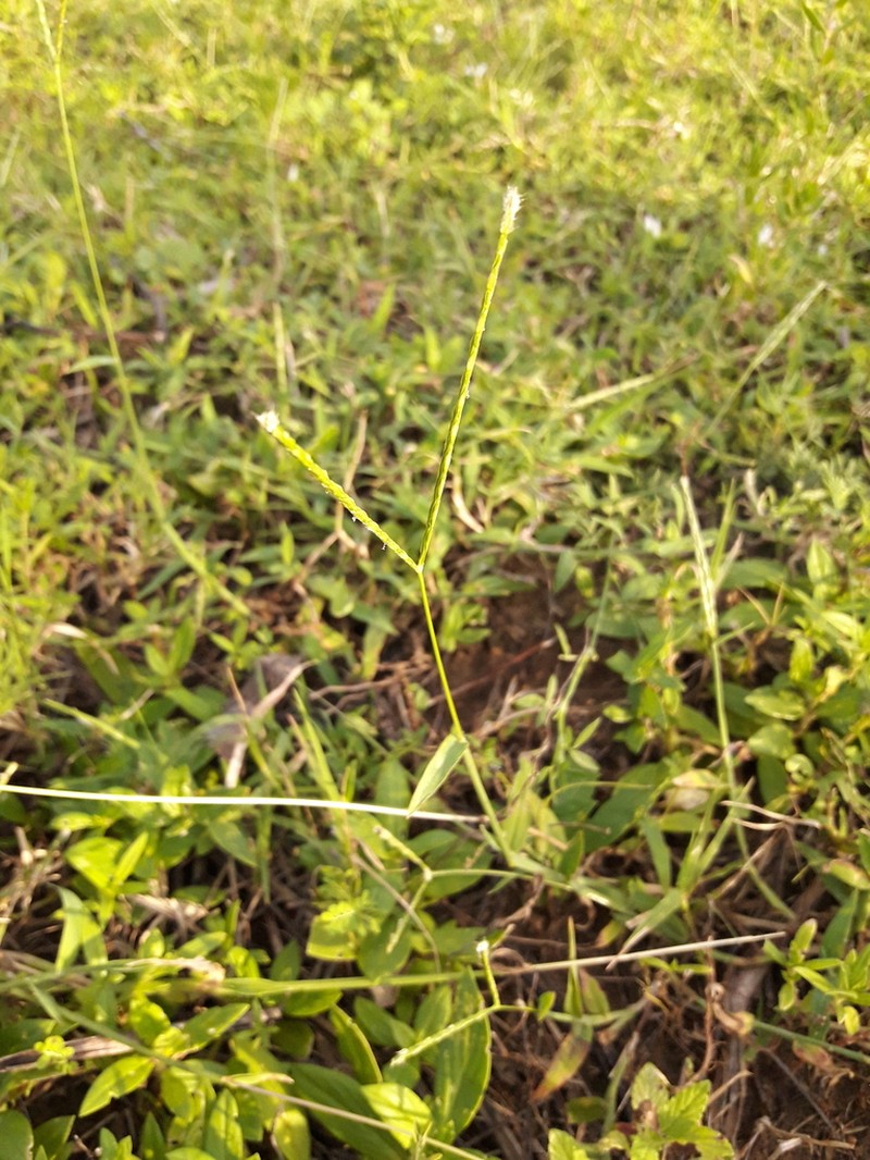 Asian Crabgrass photo 7