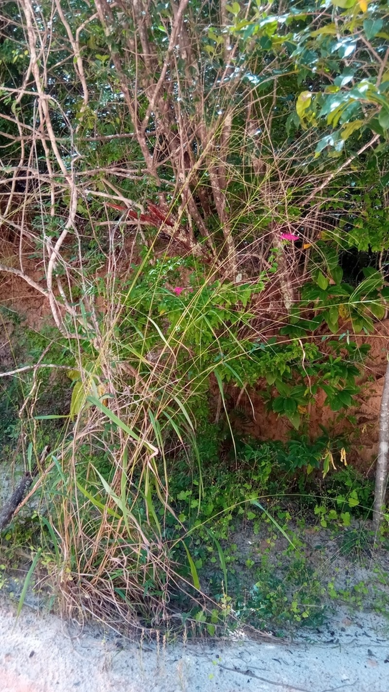 Asian Crabgrass photo 8