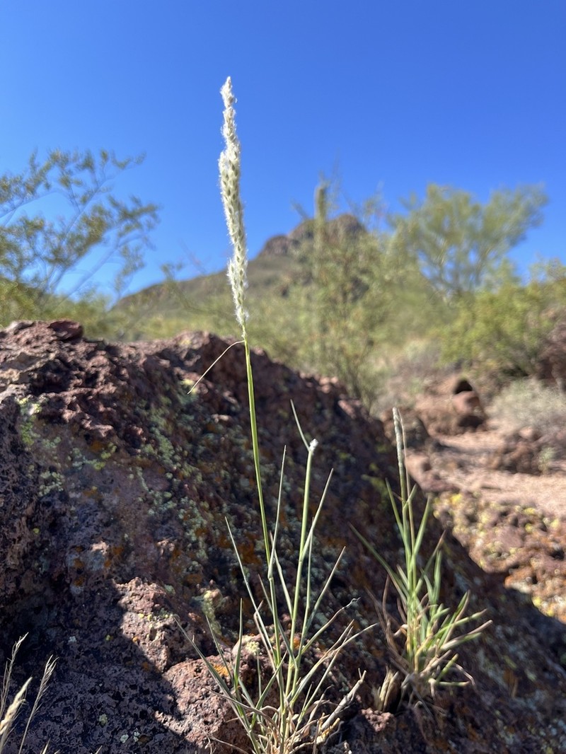 Arizona Cottontop