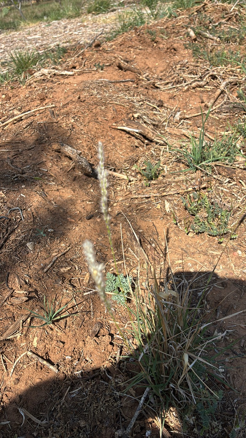 Arizona Cottontop photo 7