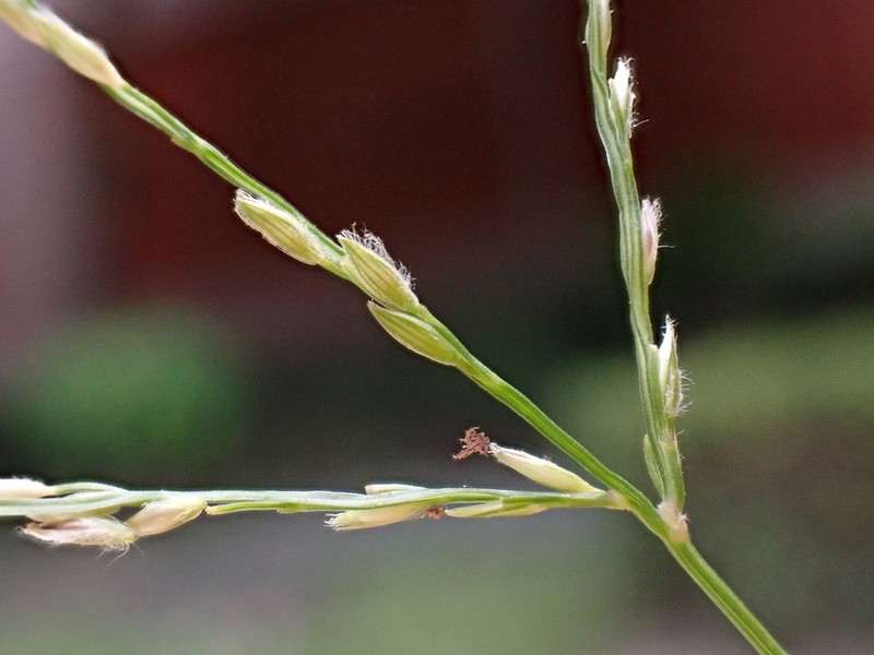 Southern Crabgrass