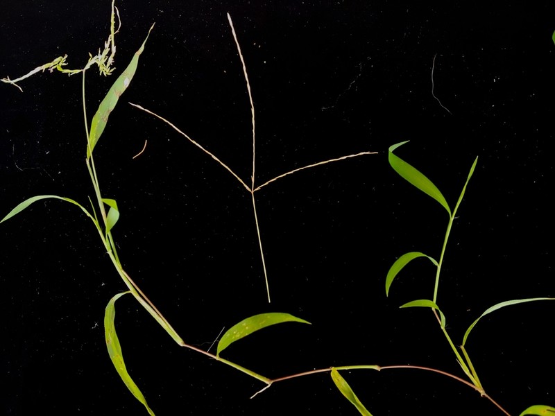 Southern Crabgrass photo 2