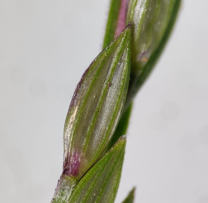 Southern Crabgrass photo 3