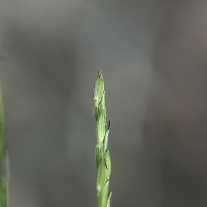 Southern Crabgrass photo 4