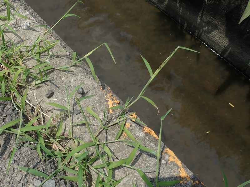 Southern Crabgrass photo 5